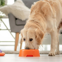 xozeooeu pet bowls easy-clean smooth surface resists stains after repeated use