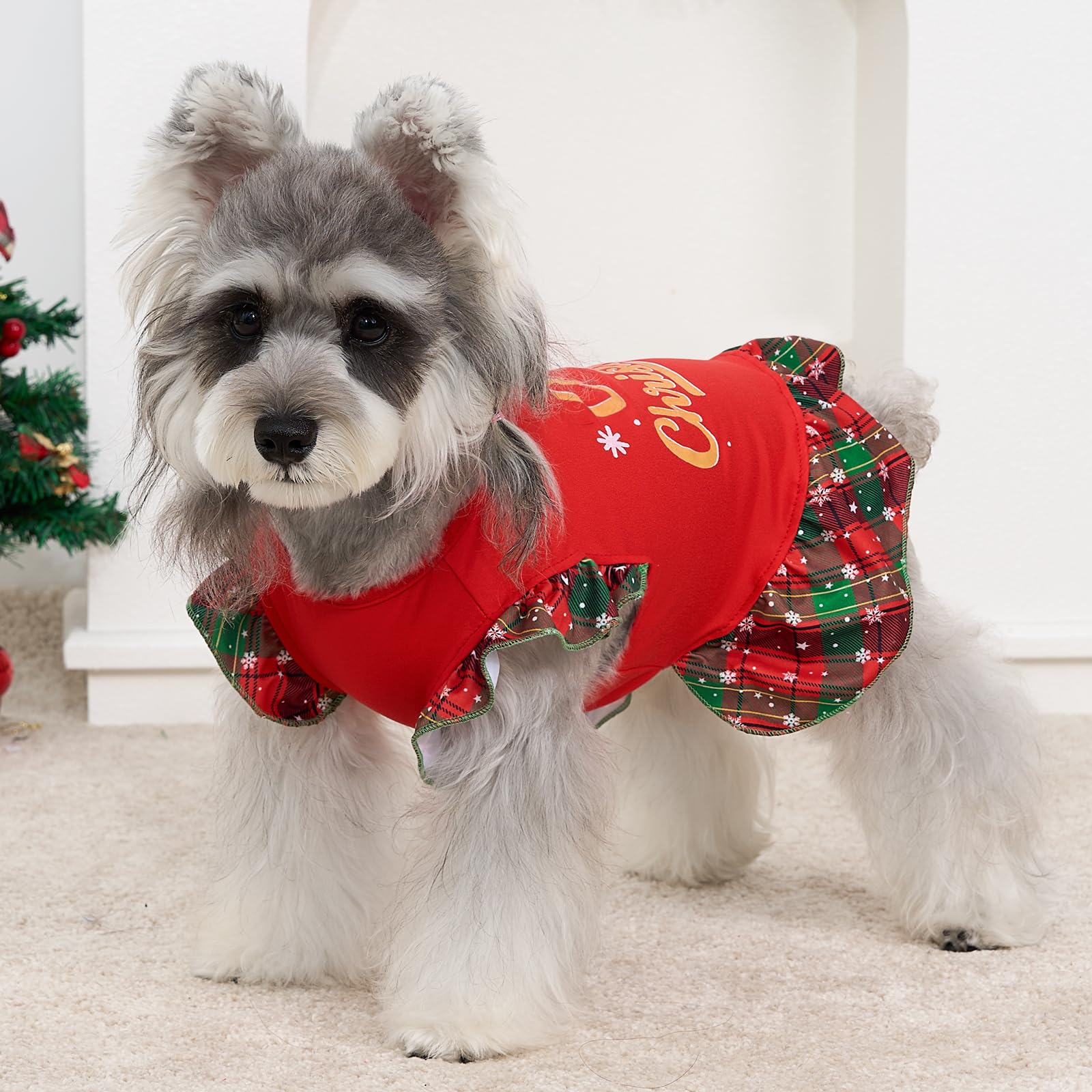XPUDAC holiday dog photo-ready outfit on small pet for photos.