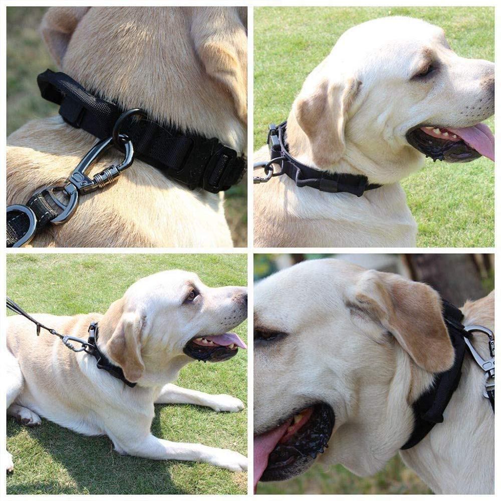 Xqpetlihai collar on dog during walk demonstrates secure control