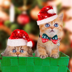 Xuniea adjustable neck-size range fits growing kittens and different breeds
