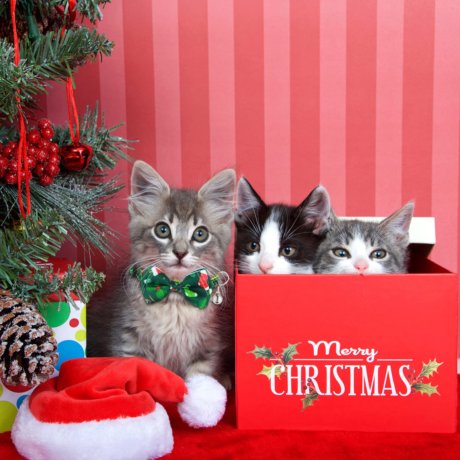 Xuniea six-pack kitty collars ready for gifting and sharing