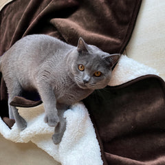 Yaning waterproof blanket on couch guards against spills and pet fur.