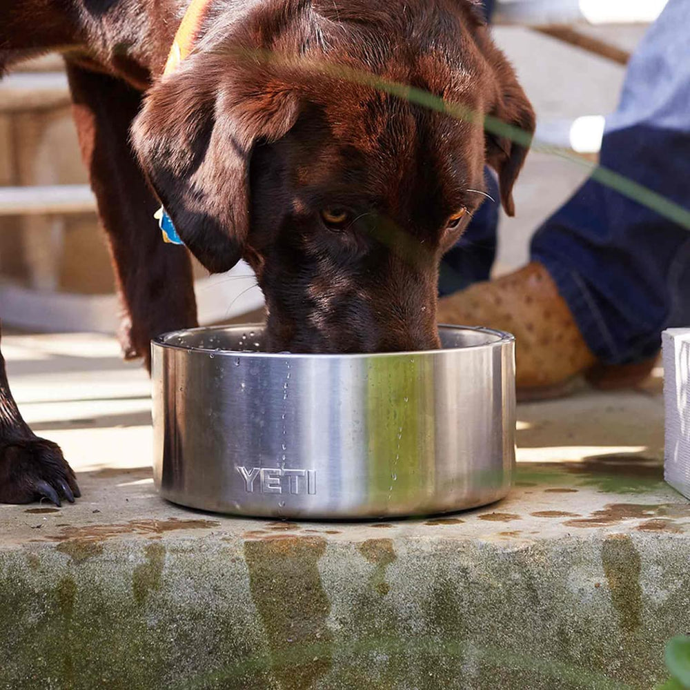 YETI Boomer 4 navy bowl in-use with a dog drinking water.