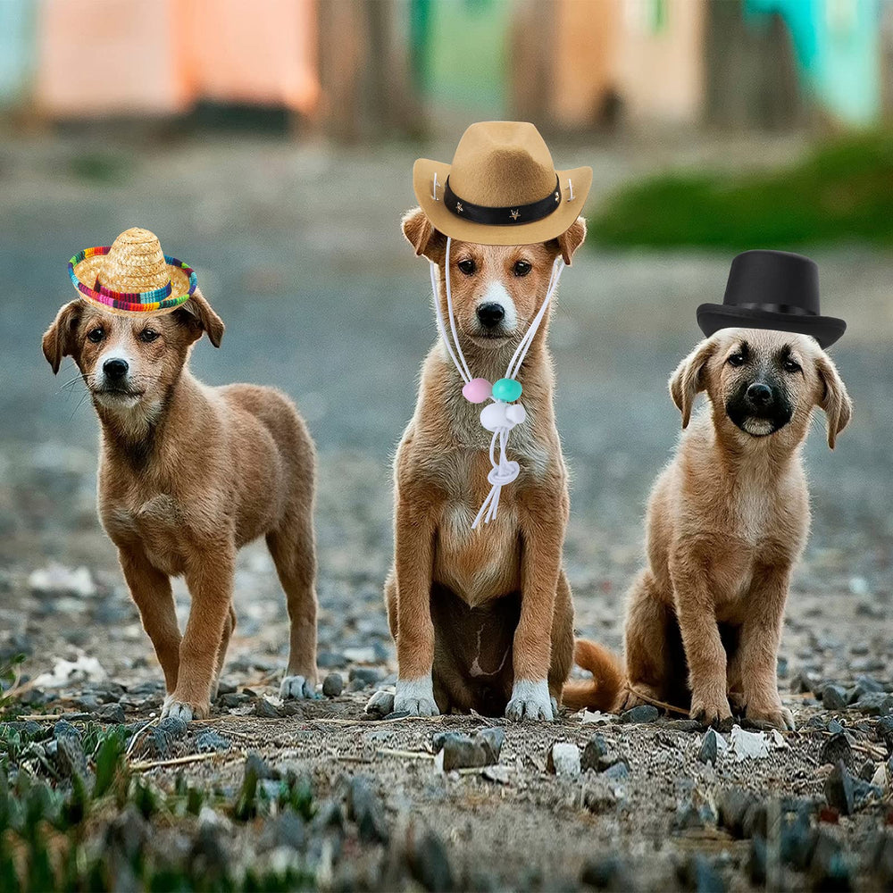 Yewong pet hats used as playful photo props for birthdays and Halloween