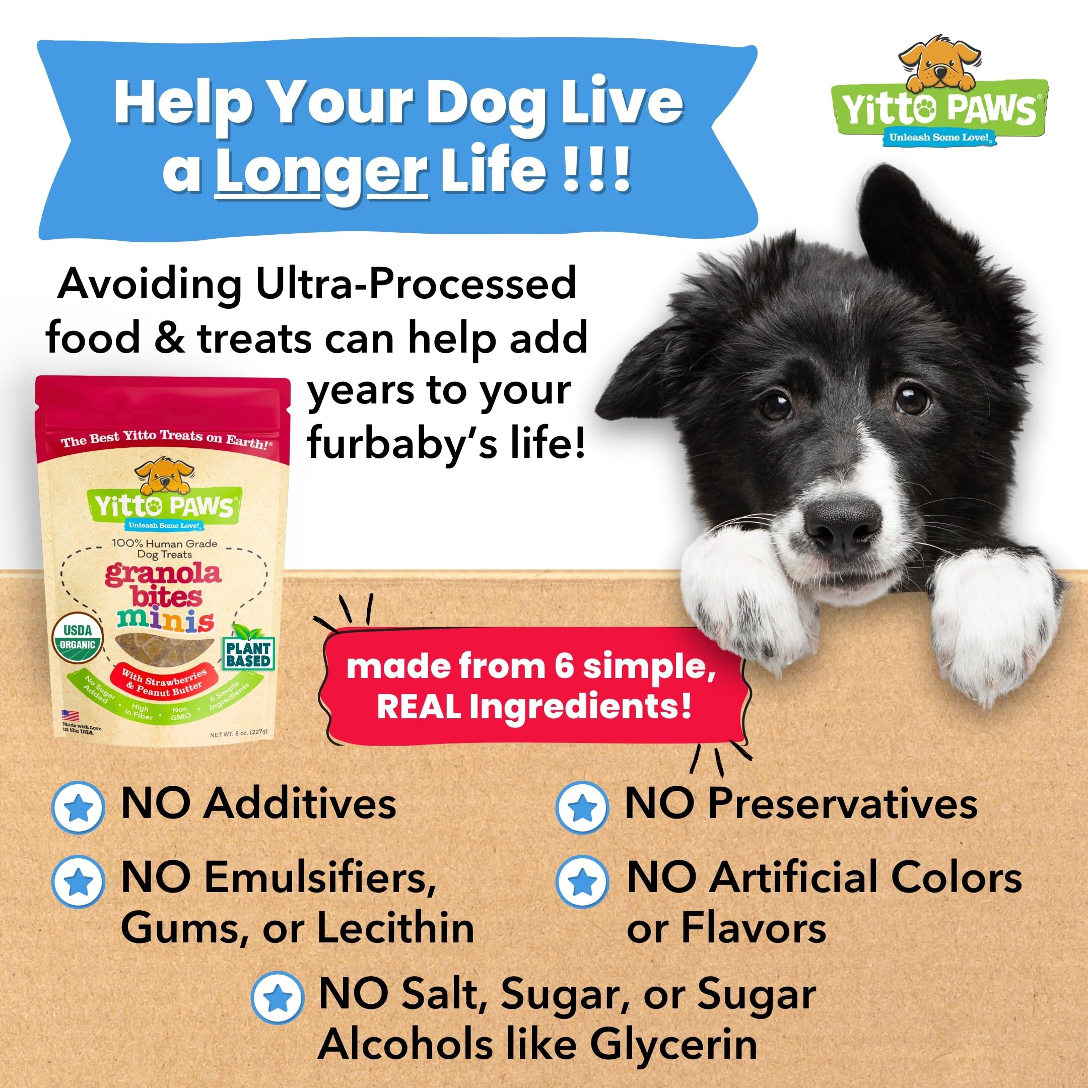 Yitto Paws dog training scene with a small breed, easy daily rewards