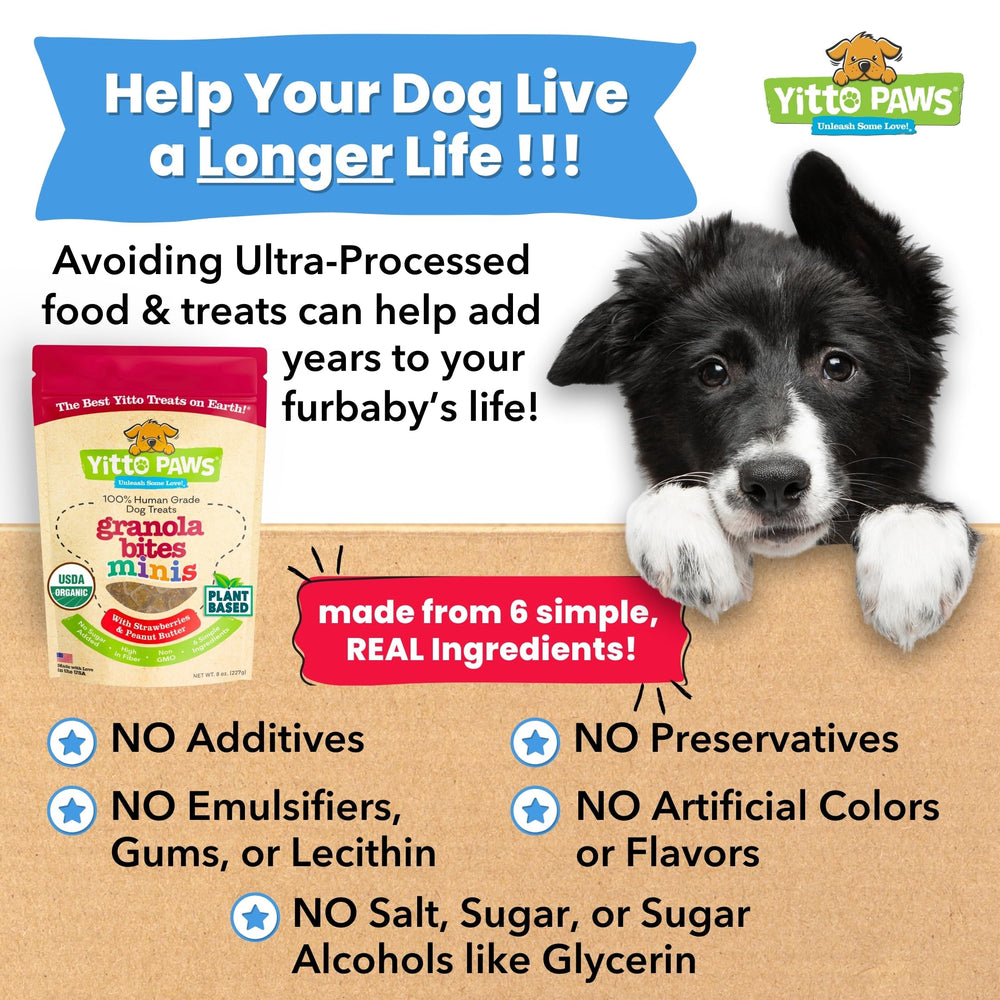 Yitto Paws dog training scene with a small breed, easy daily rewards