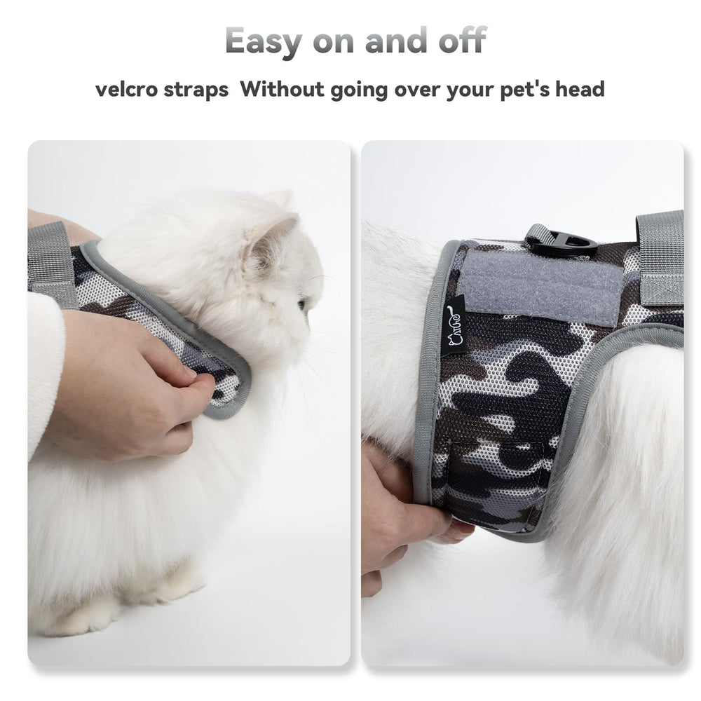 YIZHI MIAOW indoor training video for leash basics.