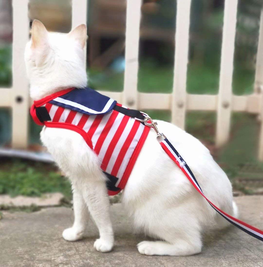 Yizhi Miaow leash training clip demonstrates secure leash connection for controlled walks.
