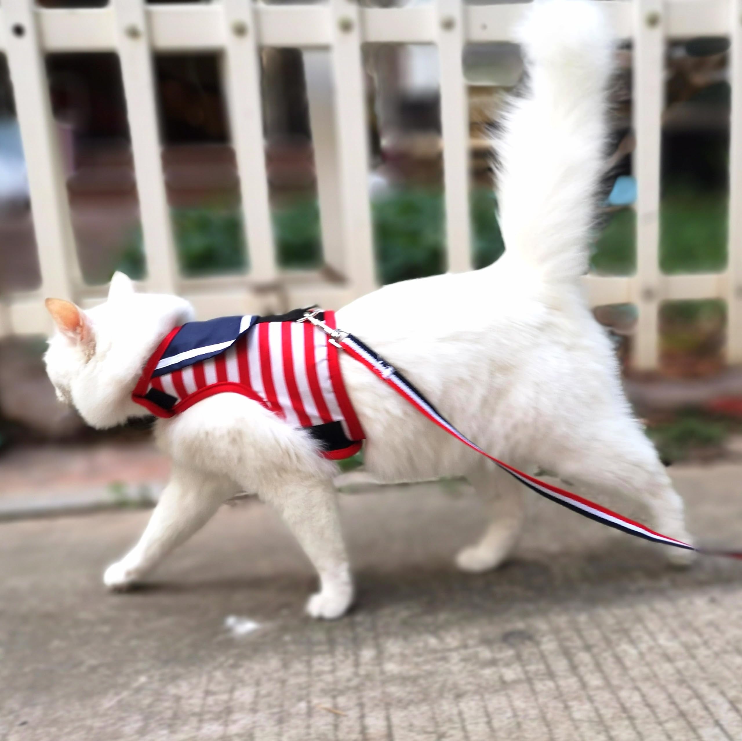 Yizhi Miaow training videos guide conveys practical tips for at-home leash training.