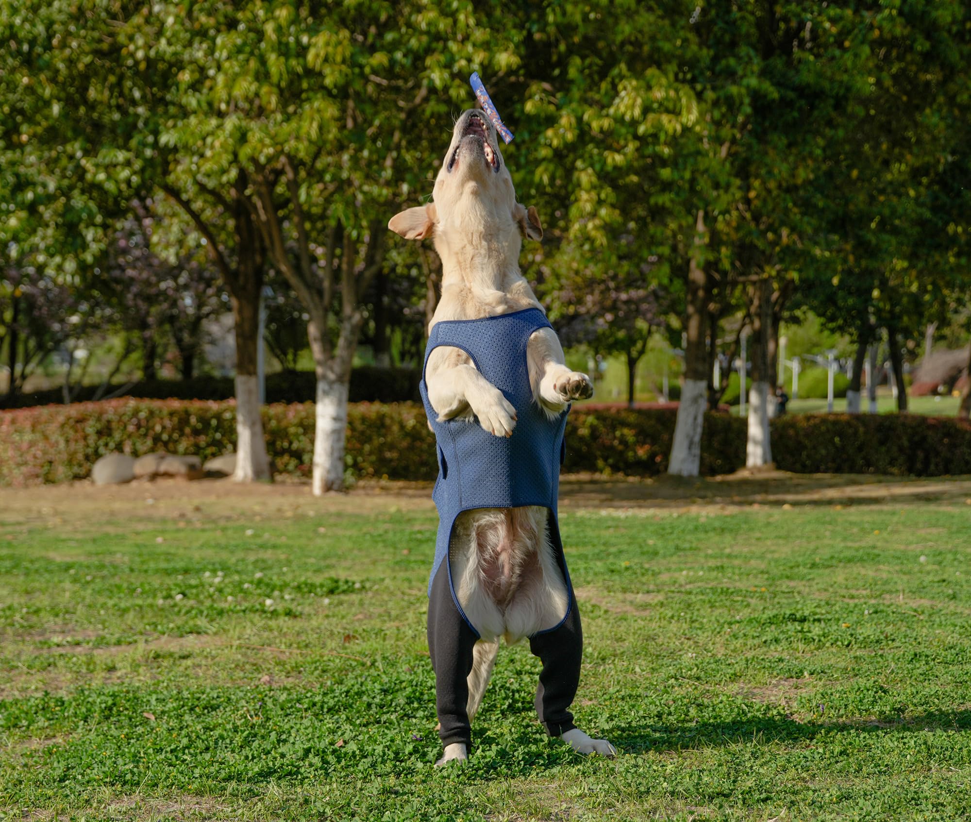 Yoneba dog recovery sleeve versatile-use supports post-surgery and indoor wear.