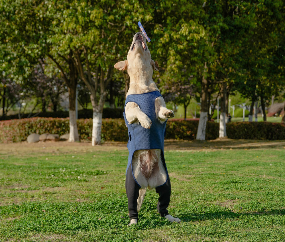 Yoneba dog recovery sleeve versatile-use supports post-surgery and indoor wear.