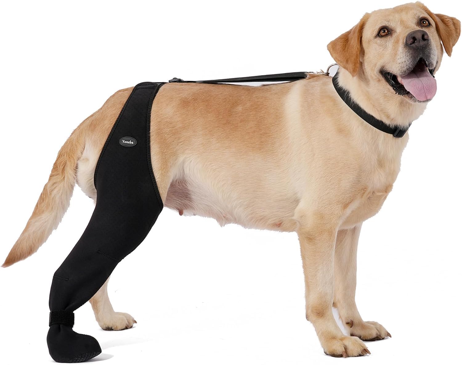 Yoneba recovery-use sleeve demonstrates paw protection in real life