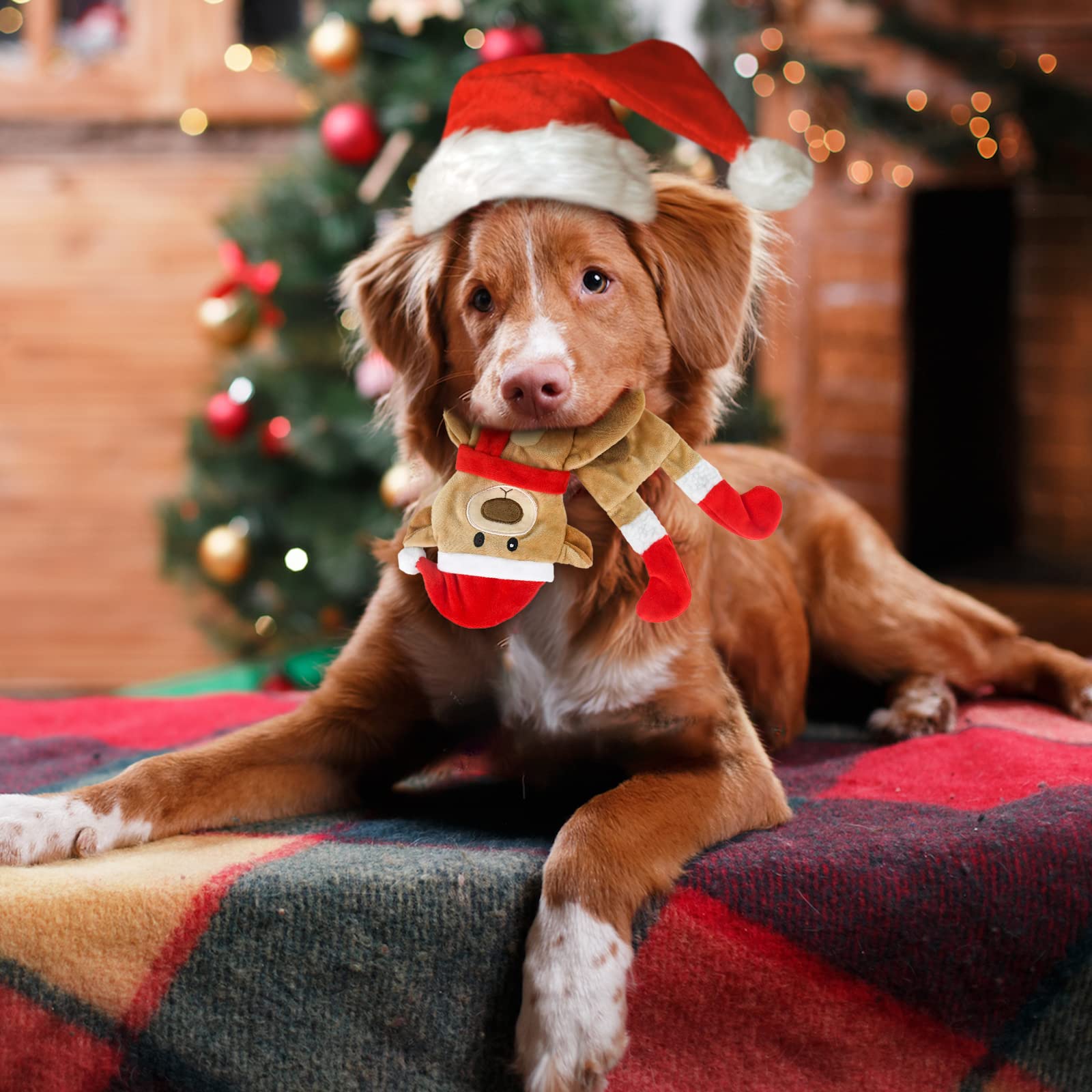 Yoochee holiday gift set for multi-dog households during the season