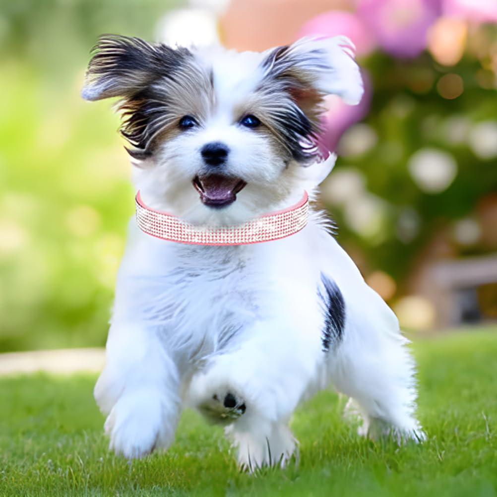 Collar YOUALSO con hebilla ajustable, cómodo y seguro para paseos diarios