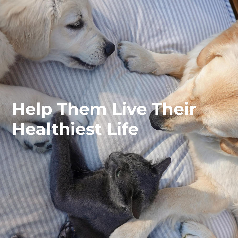 Youngevity Arthrydex suitable for elderly pets improving mobility