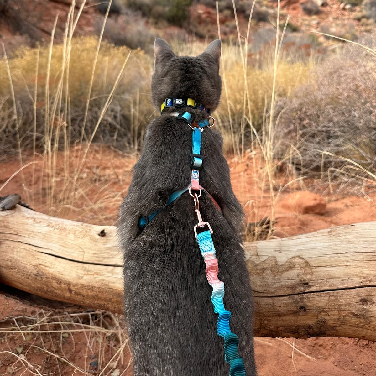 Your Cat Backpack four-foot bungee leash in action supports gentle proximity during exploration