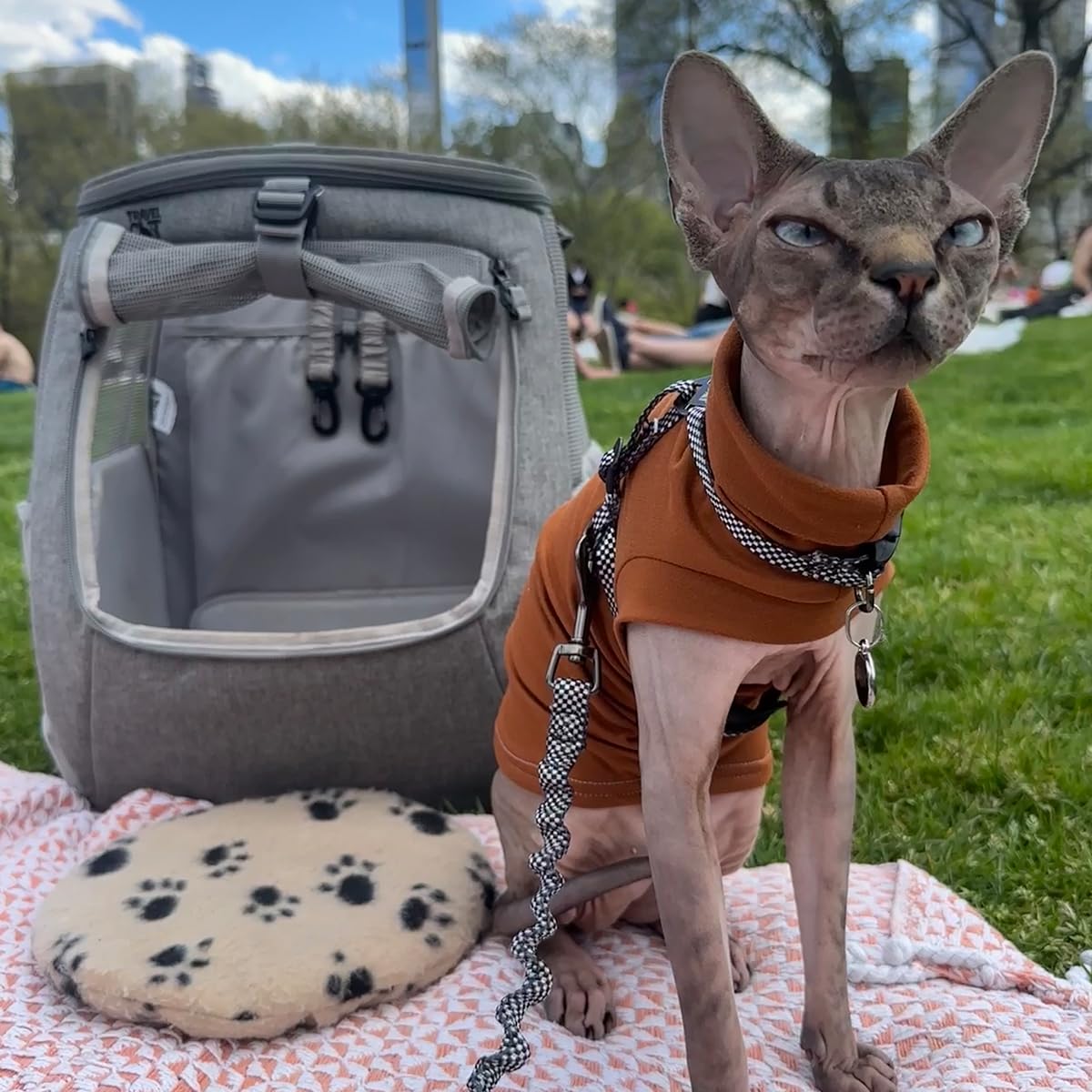 Your Cat Backpack outdoor walk setup with harness and leash for safe outings.