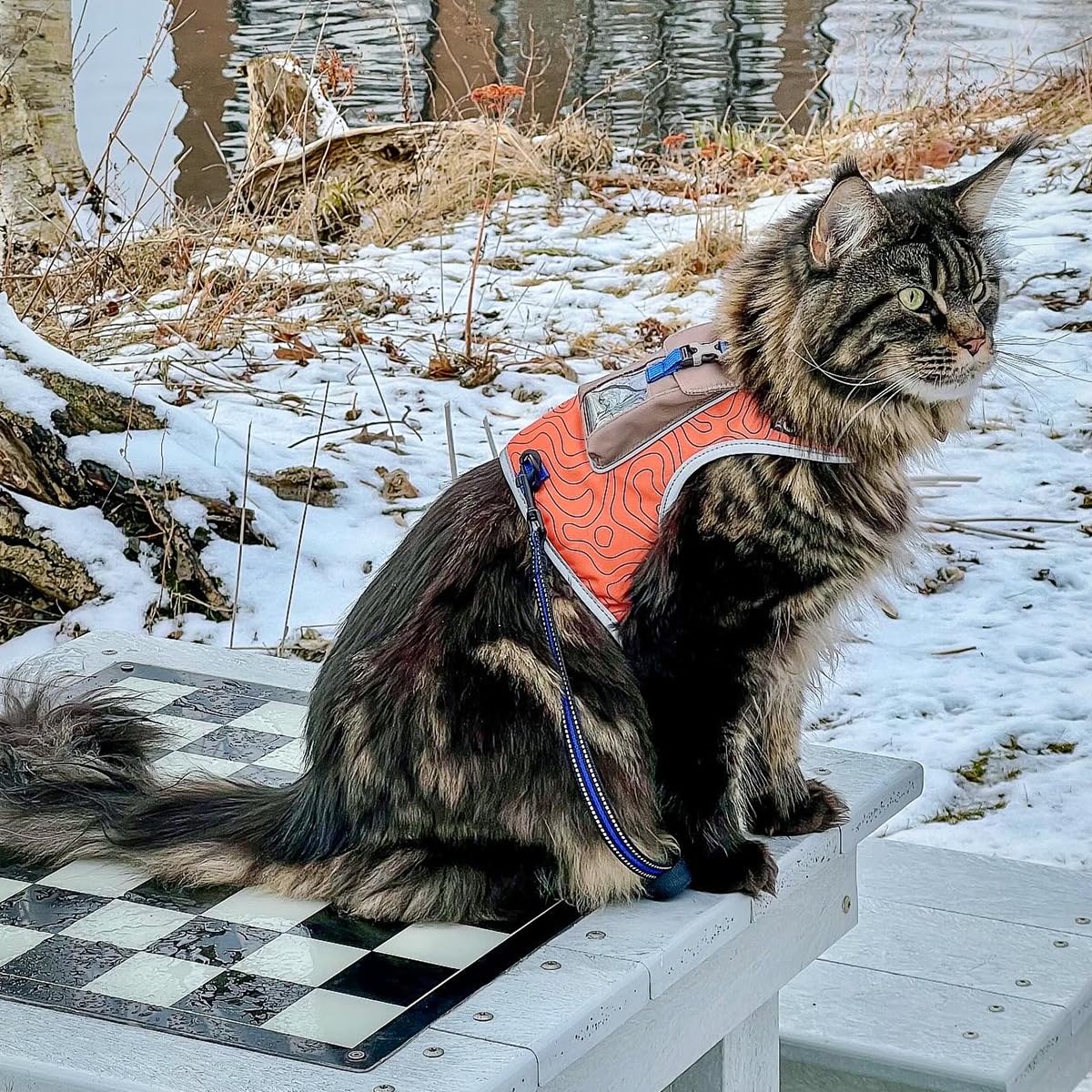 Your Cat Backpack Pathfinder offers two bright color patterns for visibility