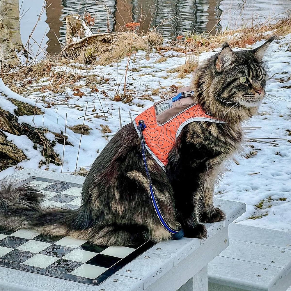Your Cat Backpack Pathfinder harness cat walking scene shows relaxed exploration.