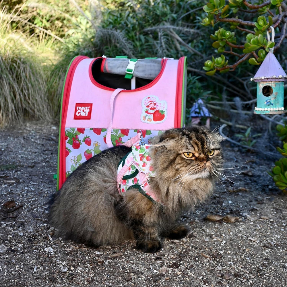 Your Cat Backpack Strawberry Shortcake XS size on a tiny kitten for proper fit.