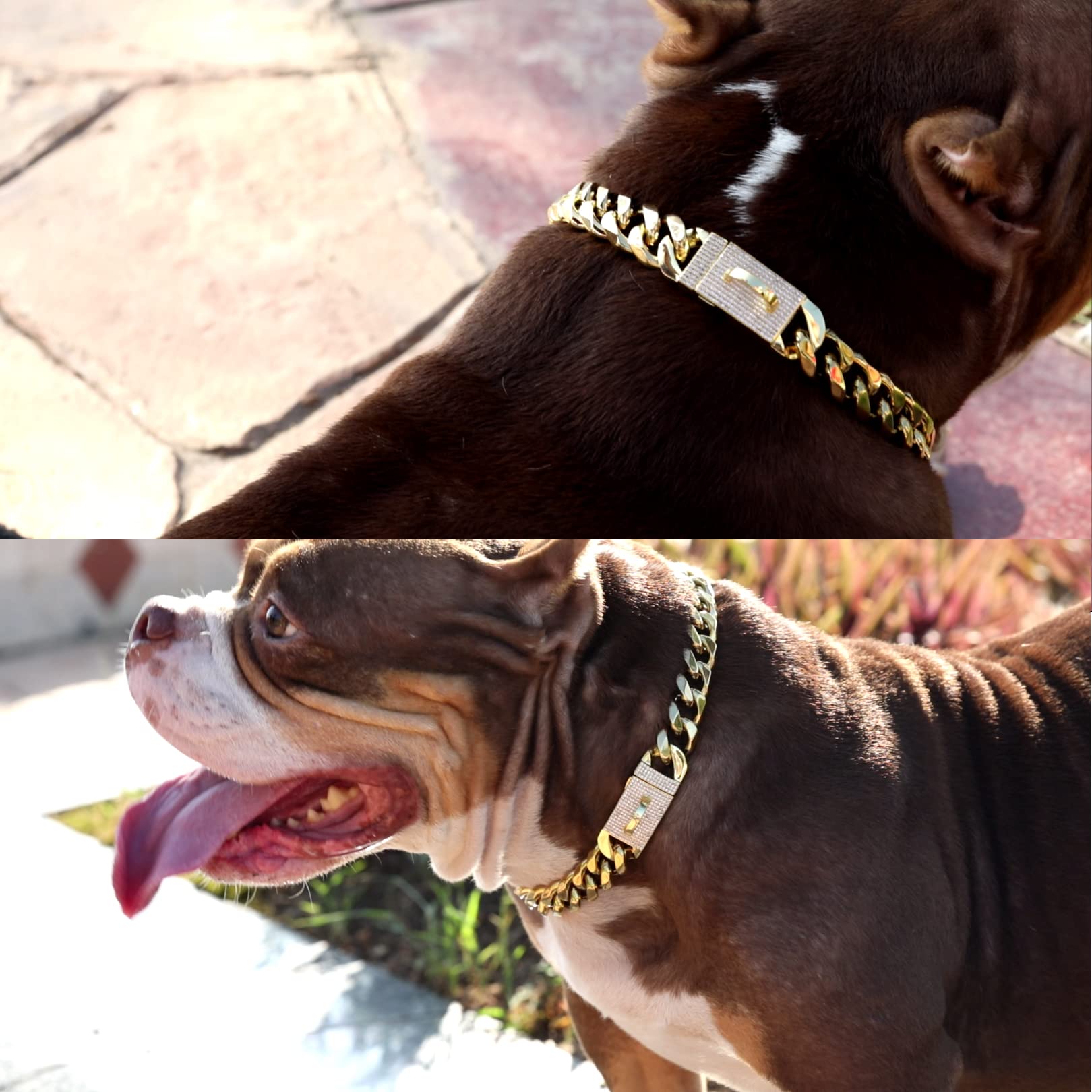 Yowity training-ready collar action shot suggests sturdy construction