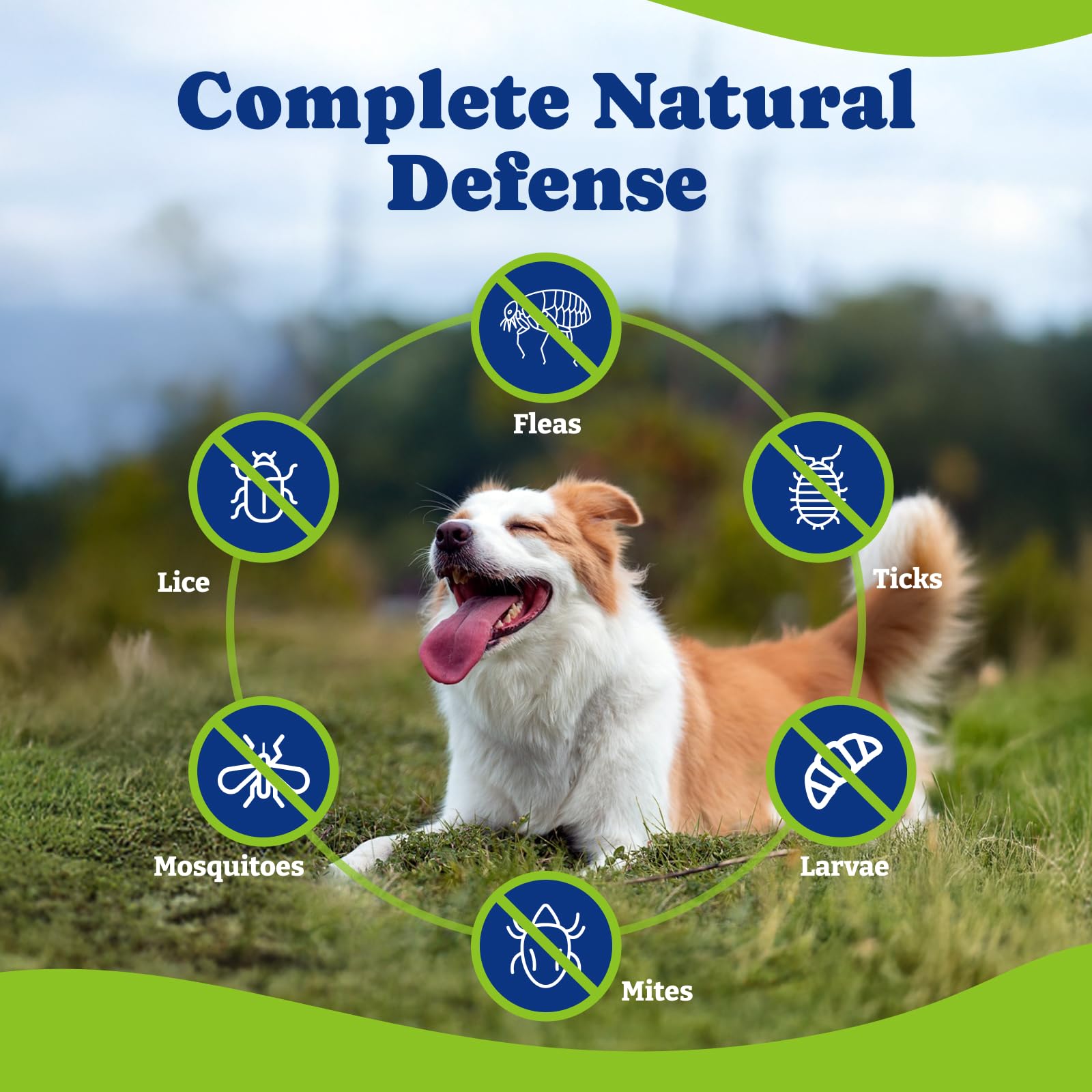 YoYoBay natural shield label highlights no artificial fillers for daily use