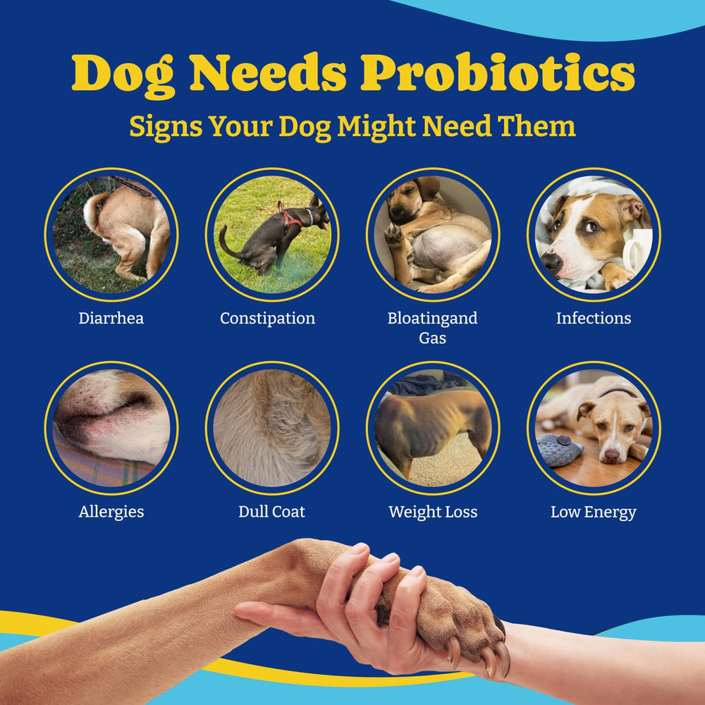 YoYoBay Probiotics emphasize skin and ear comfort for dogs