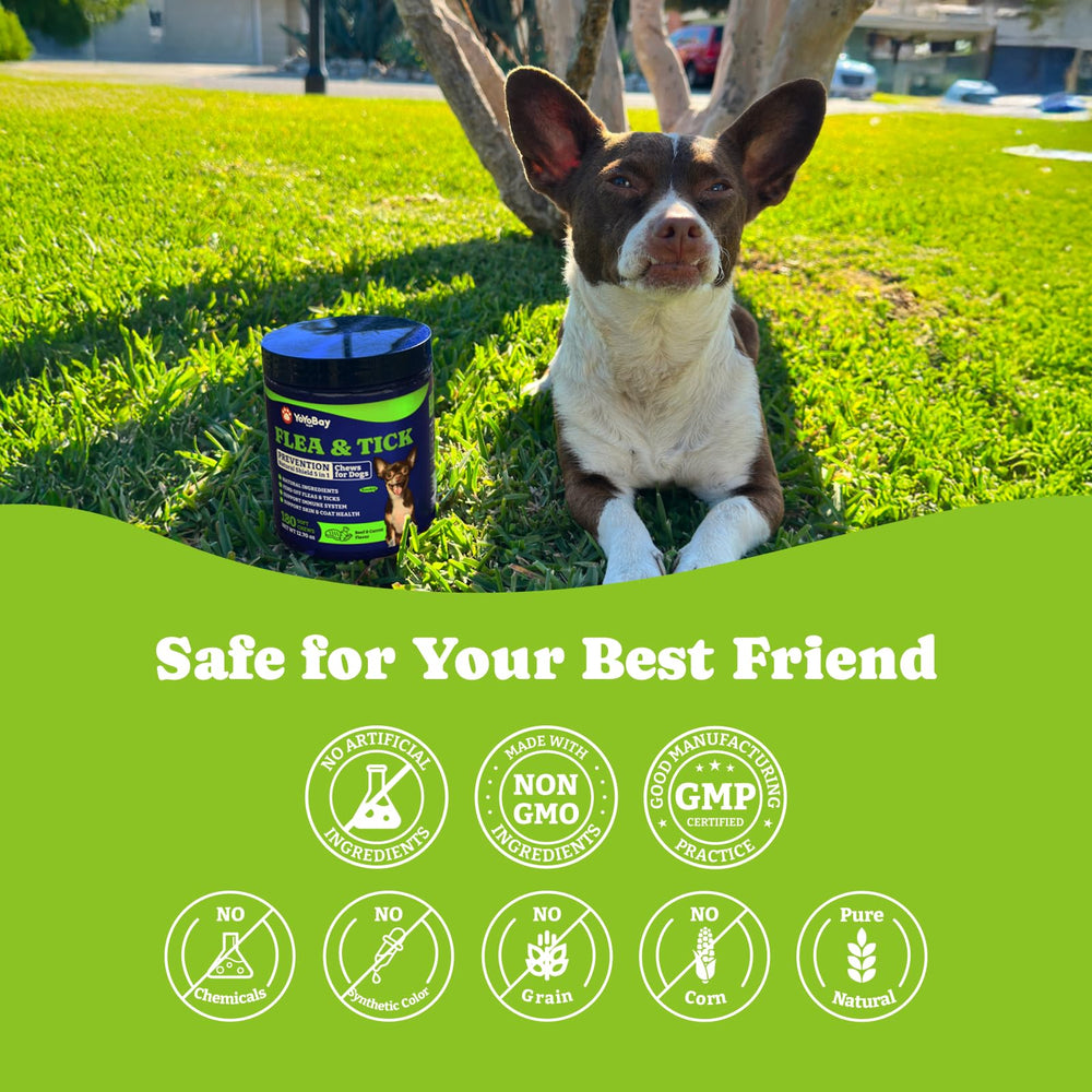 YoYoBay two-pack packaging image communicates value and consistent supply