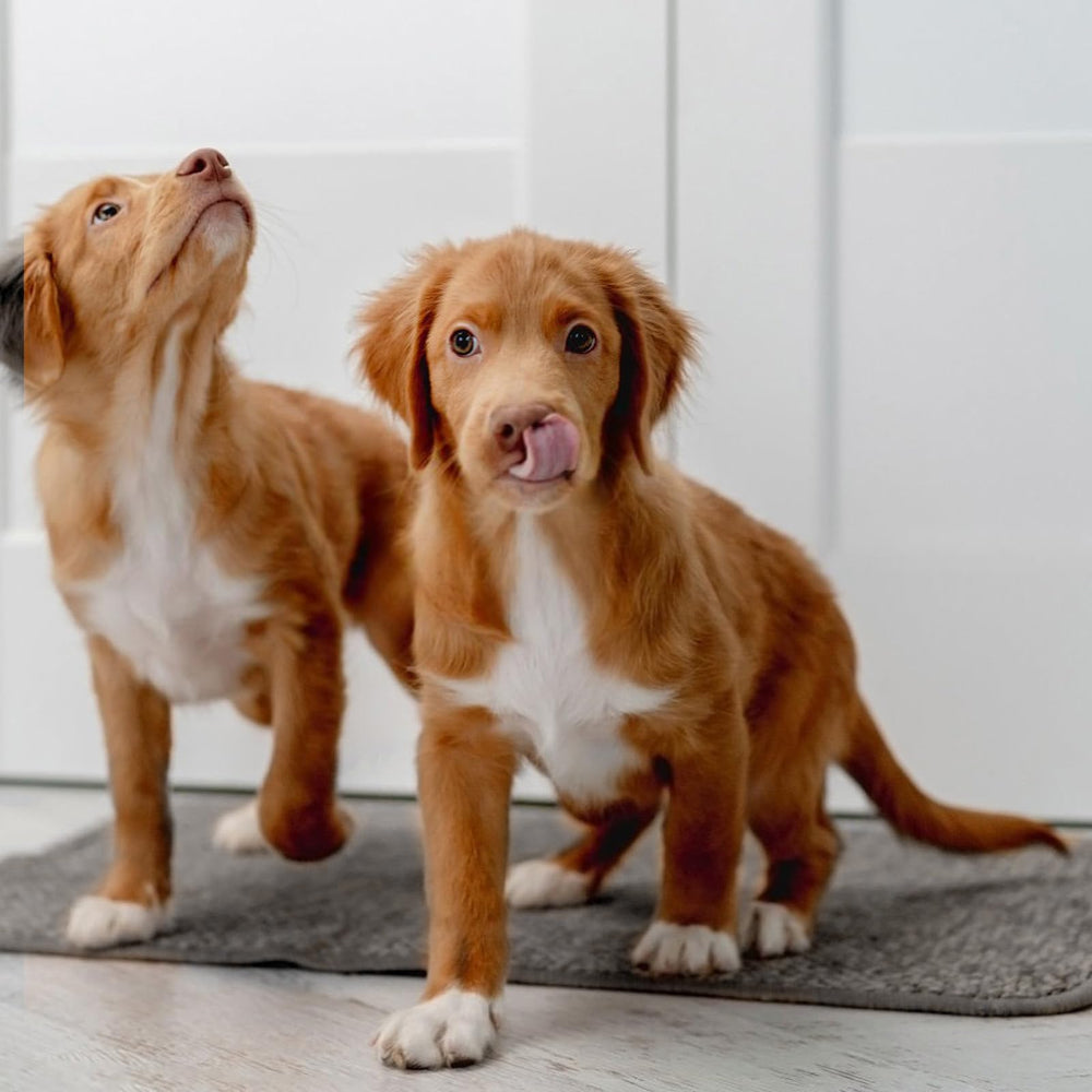 Ysglory microfiber chenille surface emphasizes gentle comfort for small animals.