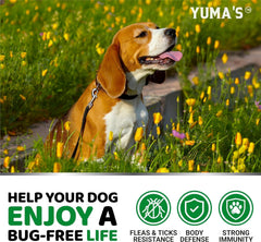 YUMA'S all-breeds soft chews on paws illustrate gentle daily protection.