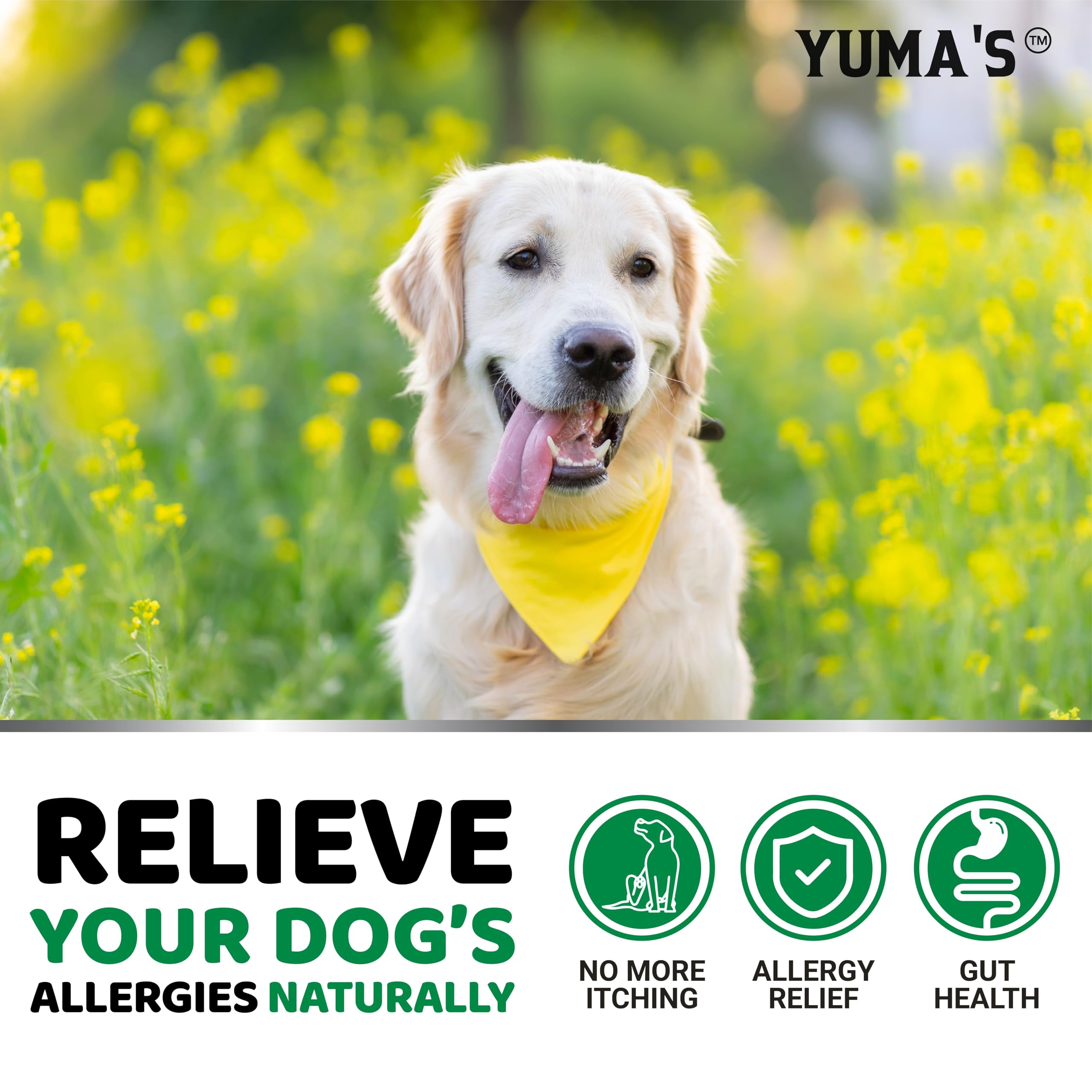 YUMA'S Dog Allergy Relief Chews usage shown as daily treat addition.
