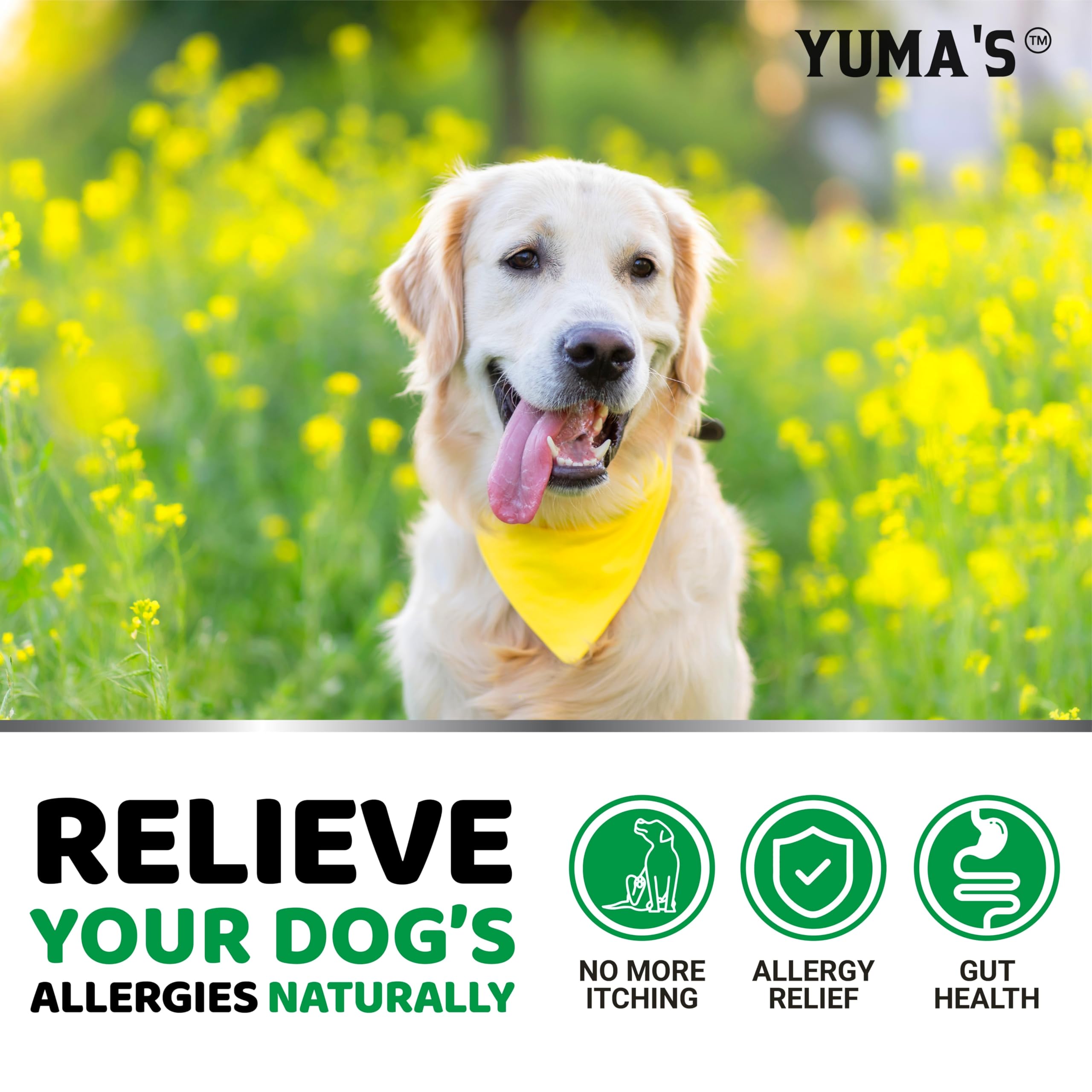 YUMA'S Dog Allergy Relief Chews paw-licking moment turning calmer and more comfortable