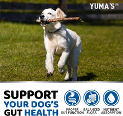 YUMA'S dog digestive health chews on countertop suggesting easy daily routine