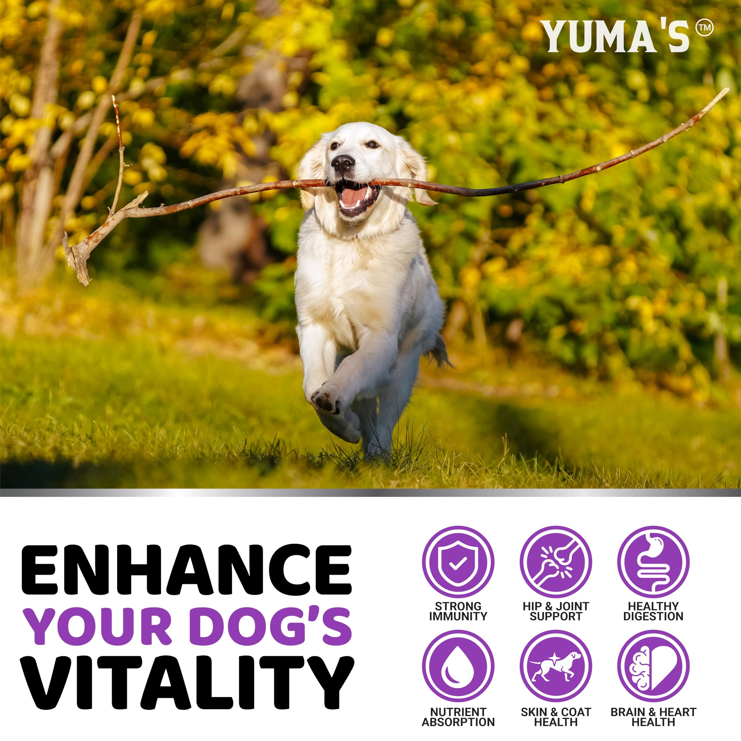 YUMA'S dog multivitamin probiotics visual shows gut health benefits.