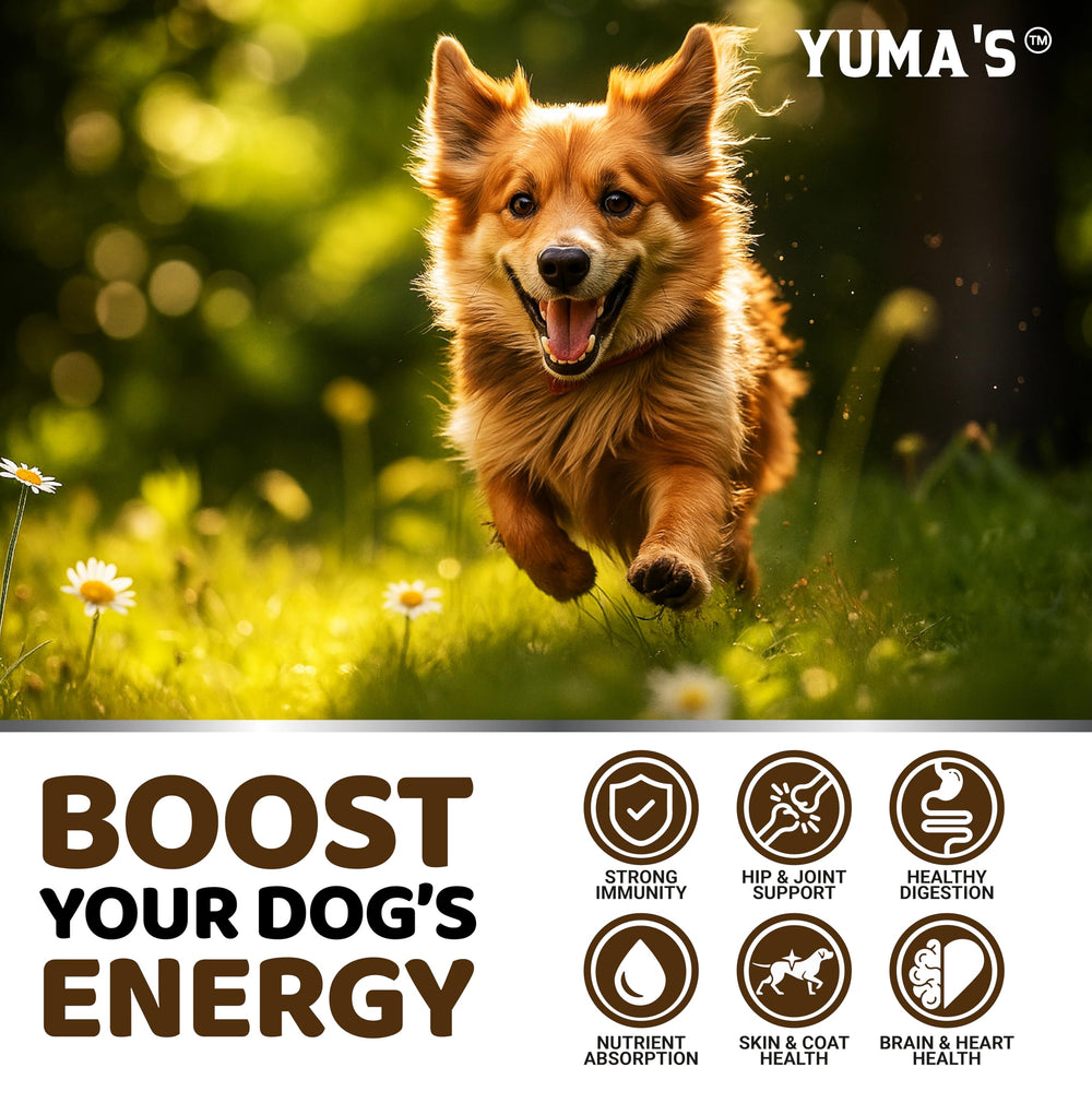 YUMA'S Turkey Tail dog chews aid digestive comfort and balance.