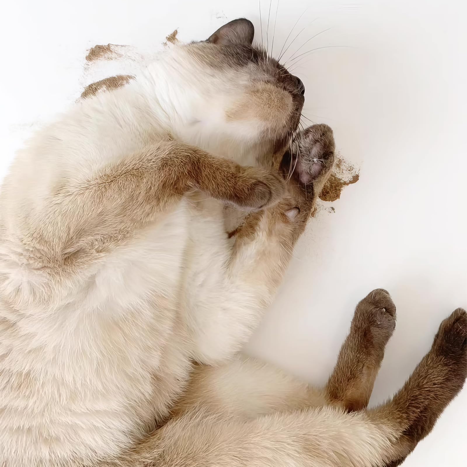 Lifestyle shot of cats enjoying enrichment with YWAOOH product.
