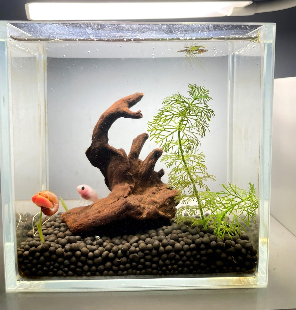 YZHZOM natural driftwood enhances aquarium layout with unique branches.