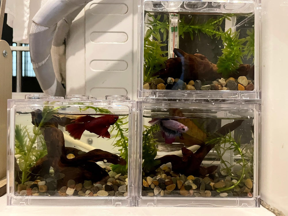 YZHZOM driftwood for reptile tanks offers natural decor and climbing appeal.