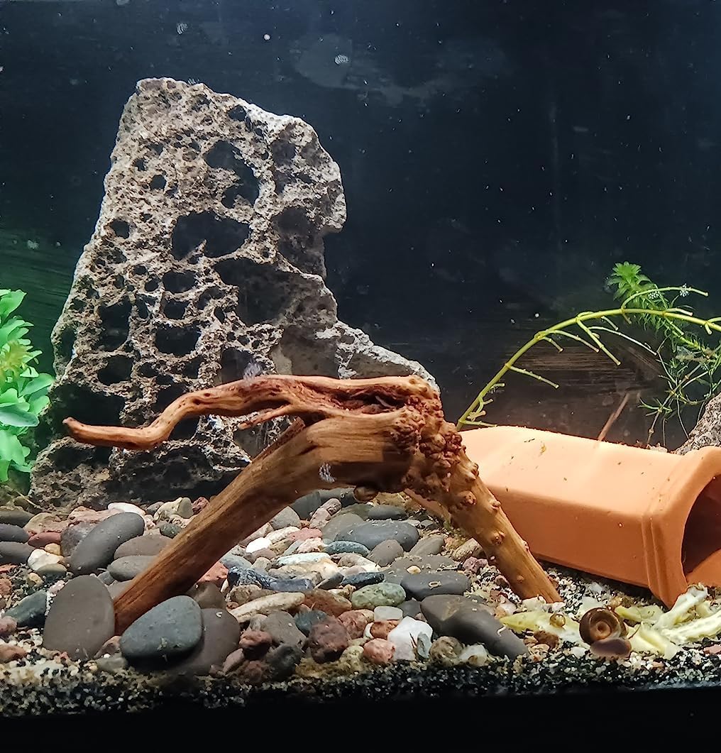 YZHZOM spiderwood pretreat boil soak demonstrates safe prep for tanks.