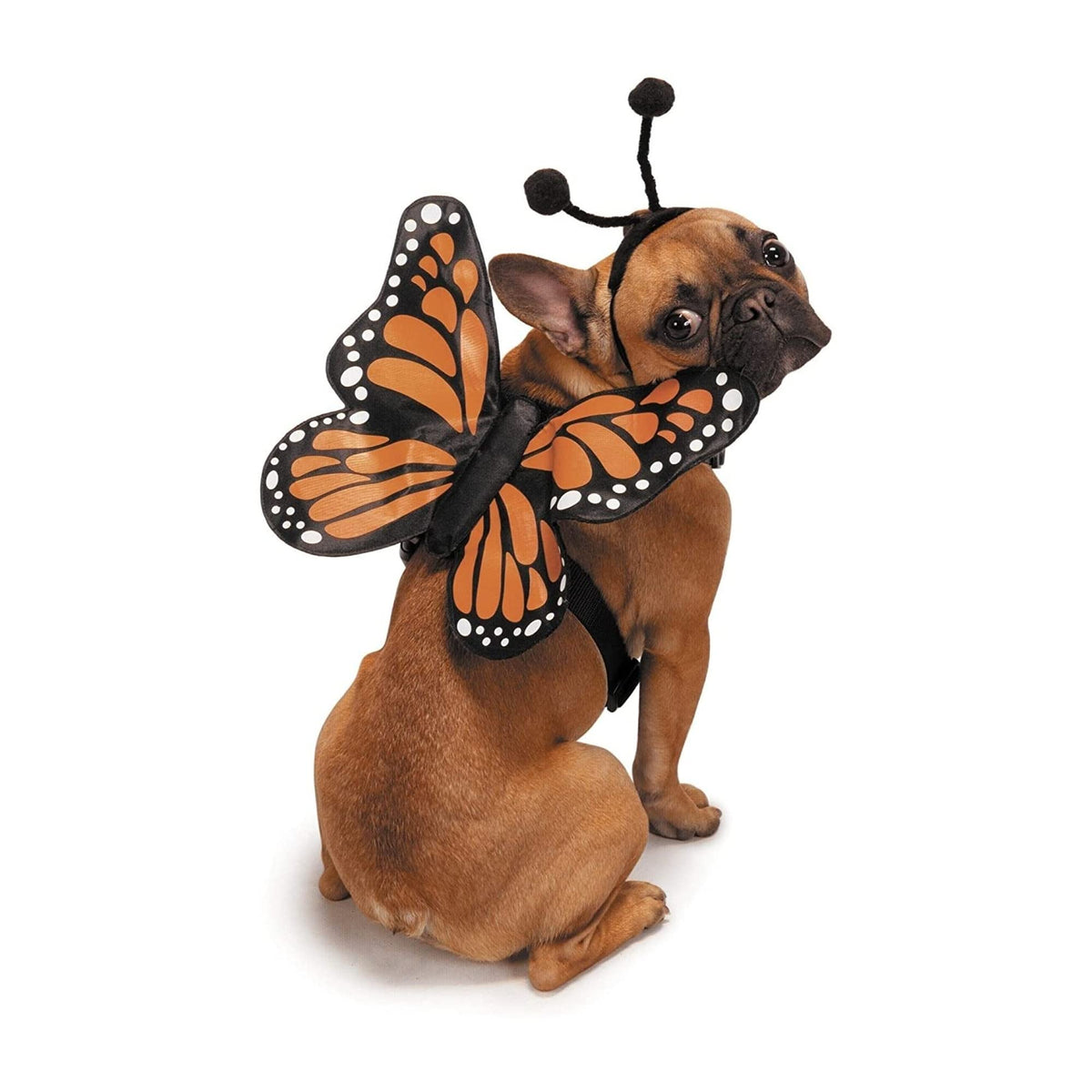 Zack & Zoey Butterfly Glow Harness Wings glowing for Halloween night walks.