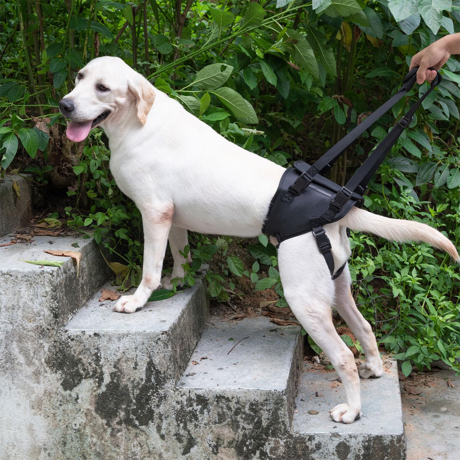 ZDBFu Elderly dogs use shows hind-leg support for arthritic or weakened legs during outings