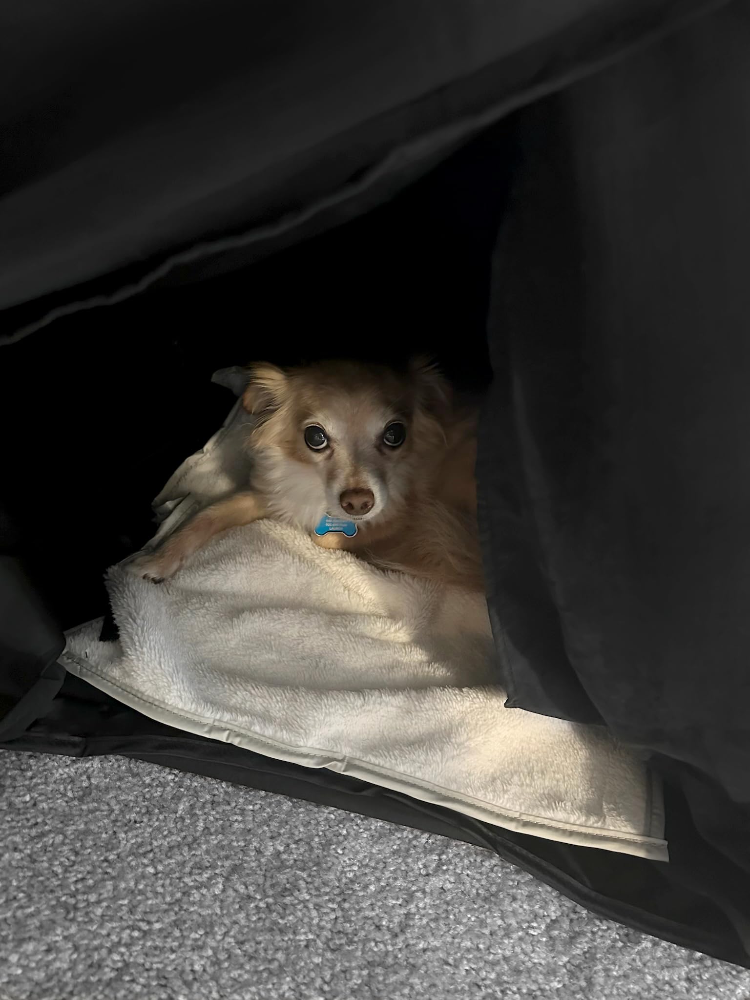 zDen calming den supports pet relaxation with secure space option.