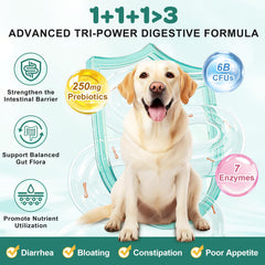 ZEBORA probiotics for dogs chicken-flavor chews closeup highlighting tasty probiotic support.