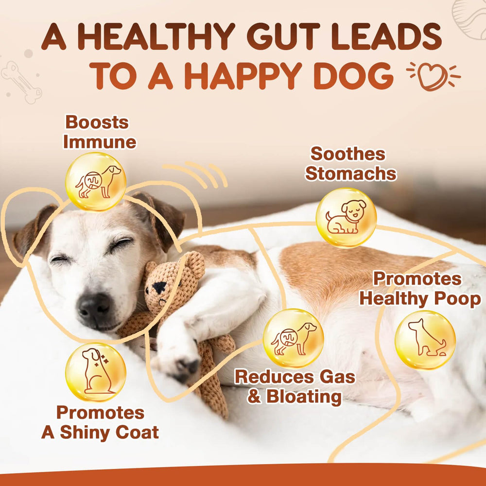 ZEBORA soft chews provide tasty, gentle digestive support.
