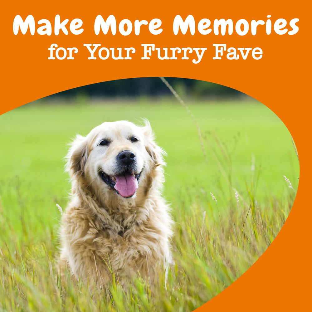 Zesty Paws Advanced Cognition bites with Sensoril Ashwagandha supports focus.