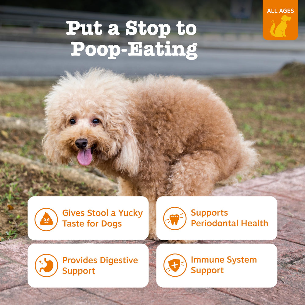 Zesty Paws Chew No Poo bites being offered to a dog for gut health