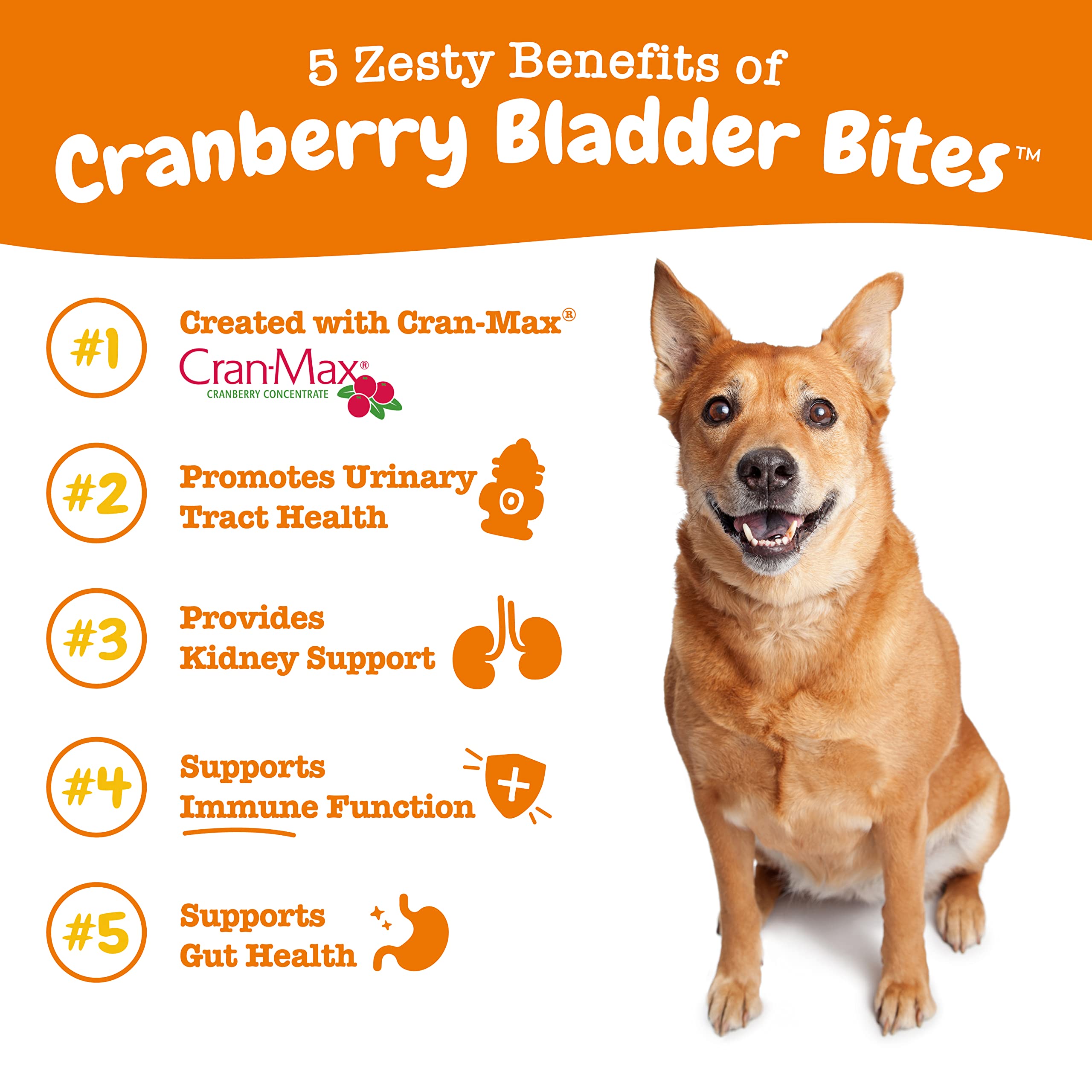 Zesty Paws cranberry chews close-up—bacon-flavored urinary health bites for dogs.