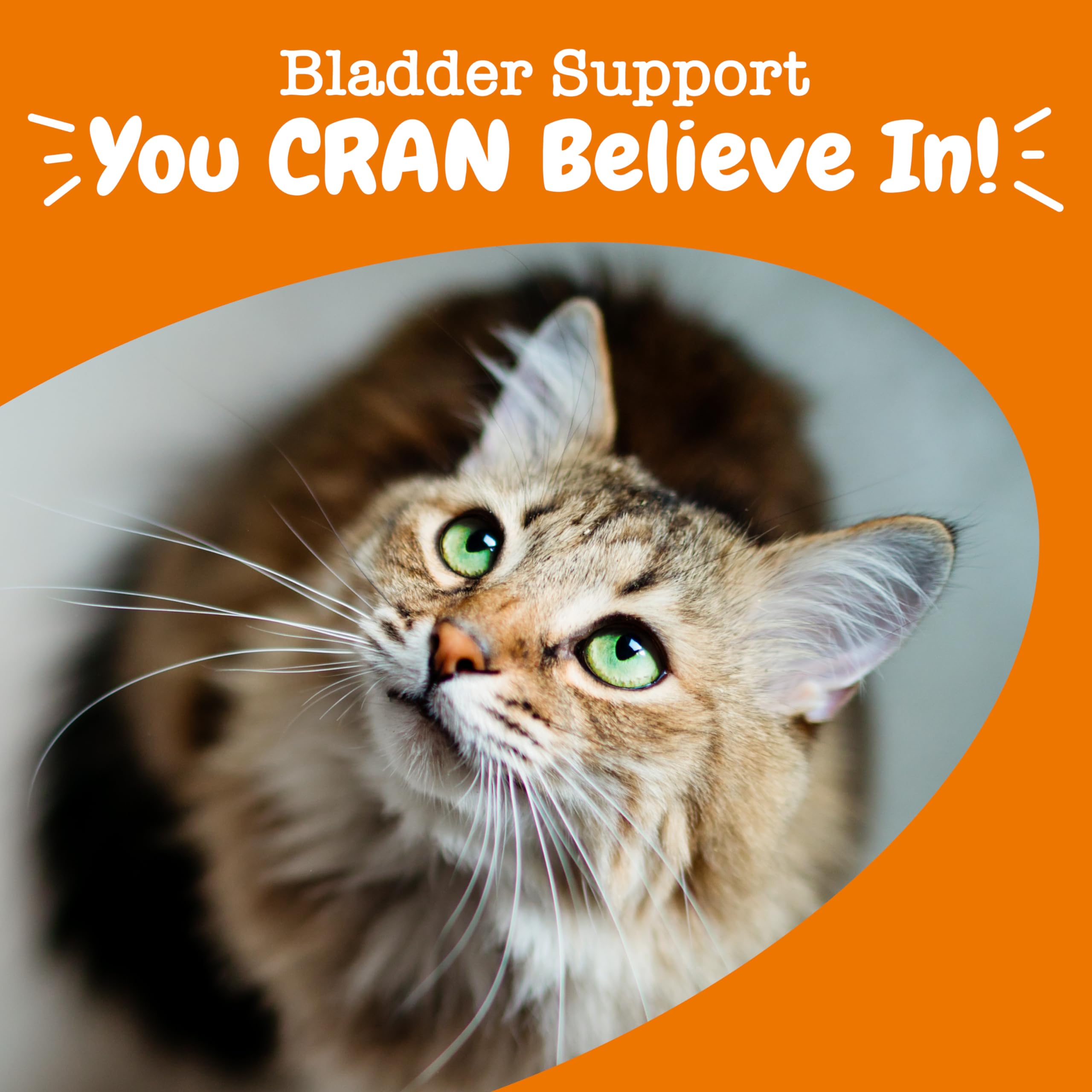 Zesty Paws Cranberry Urinary Tract Bites cat feeding moment promotes routine care.