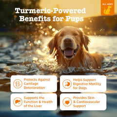 Zesty Paws Curcumin Bites chews on a countertop supporting digestive function