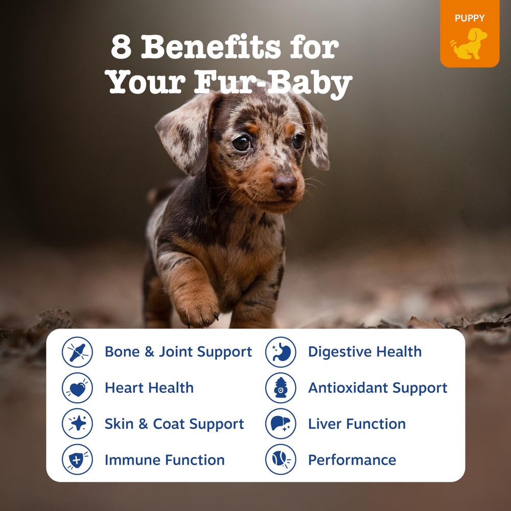 Zesty Paws dog multivitamin chews closeup show tasty texture for easy dosing.